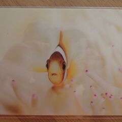 ポストカード　絵葉書　魚　クマノミ　ピグミーシーホース　2枚セットの画像