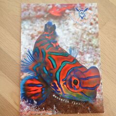 マレーシア　魚　ピグミーシーホース　ニシキテグリ　絵葉書　ポストカード　4枚セットの画像