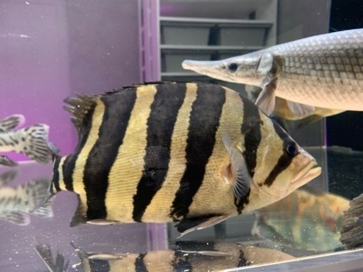 ダトニオプラスワン