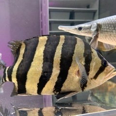ダトニオプラスワン