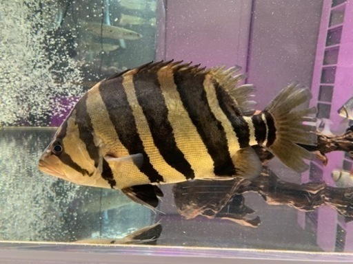ダトニオプラスワン