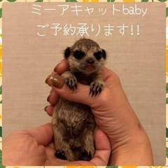 ミーアキャット ご予約承ります!!