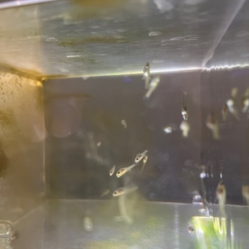 生体決まりました　30センチ淡水ガラス水槽一式
