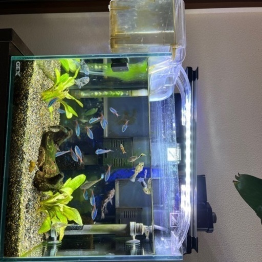 生体決まりました　30センチ淡水ガラス水槽一式