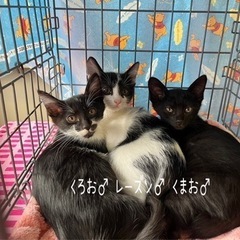 白黒ニャンズわちゃわちゃ〜♡