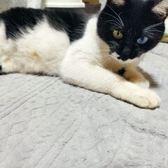 白黒♀　家族が決まりました - 上水内郡