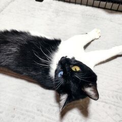 白黒♀　家族が決まりました - 猫