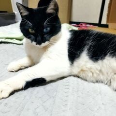 白黒♀　家族が決まりました − 長野県