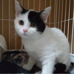 お家が決まりました！ありがとうございました【子猫】の里親さん募集...