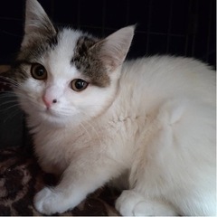 お家が決まりました！ありがとうございました【子猫】の里親さん募集...