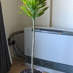 観葉植物/ドラセナコンパクタ（受皿なし）