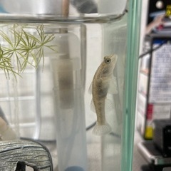 受渡者決定　ヨシノボリ･水槽(20×20×10)･ロカボーイコンパクトの画像