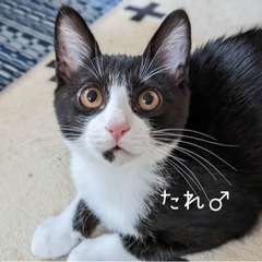 わんぱくでもいい、たくましく育って欲しい