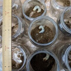 アマミヒラタクワガタ幼虫（2-3齢）の画像