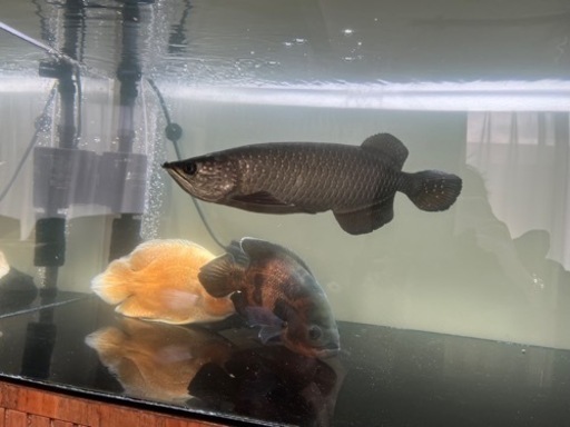 ノーザンバラマンディ