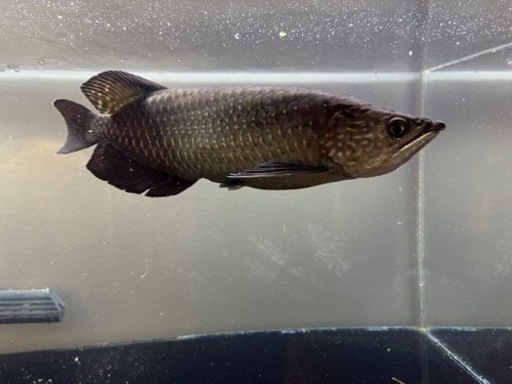 ノーザンバラマンディ