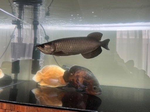 ノーザンバラマンディ