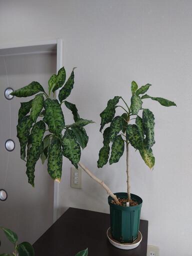 アグラオネマピクタム　ギャラクシー