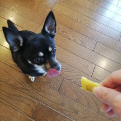 ペット用ジャーキーの店　ママのおだいどこ
