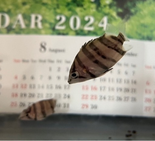 ダトニオ　