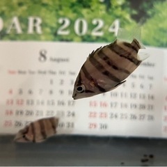 ダトニオ　