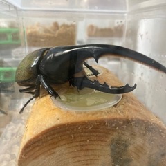 ヘラクレスオオカブト　オス単品134㎜　　子連れの方1,000円引きの画像