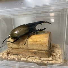 ヘラクレスオオカブト　オス単品134㎜　　子連れの方1,000円引きの画像