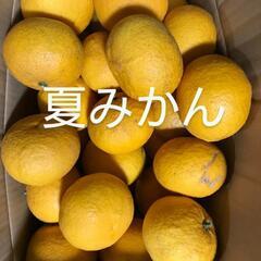 夏ミカン　夏みかん　柑橘類　柑橘　果物　くだもの    ①