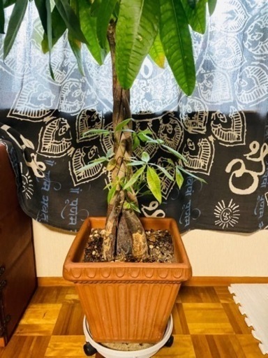 【編み込み】パキラ ねじり 高さ約140cm 観葉植物 おしゃれ