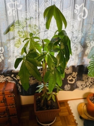 【編み込み】パキラ ねじり 高さ約140cm 観葉植物 おしゃれ