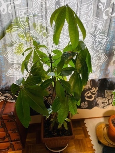 【編み込み】パキラ ねじり 高さ約140cm 観葉植物 おしゃれ