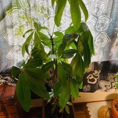 編み込み】パキラ ねじり 高さ約140cm 観葉植物 おしゃれ