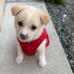 1ヶ月の子犬