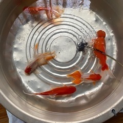 【終了しました】金魚　各種1匹　500円