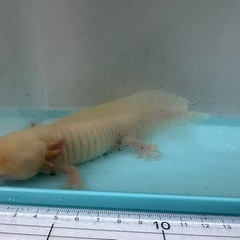 ウーパールーパー　黄色　イエロー　ゴールド　金　男の子　オス　2...