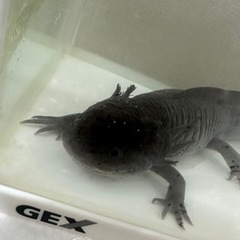 ウーパールーパー　ブルー　ブラック　マーブル　黒　青　男の子　オ...
