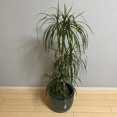 ドラセナコンシンネ　10号鉢