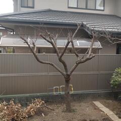 庭木　南高梅の画像