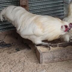 烏骨鶏　オス