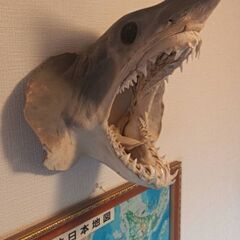 アオザメの頭の剥製の画像