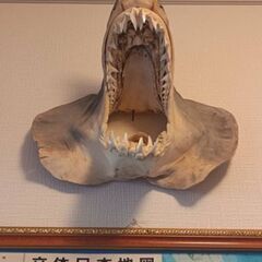 アオザメの頭の剥製の画像