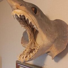 アオザメの頭の剥製の画像