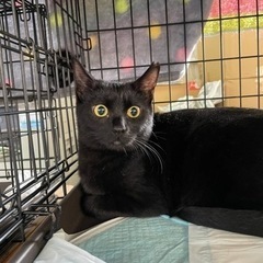 推定7ヶ月　黒猫女子🐈‍⬛　2/18(土)譲渡会参加予定