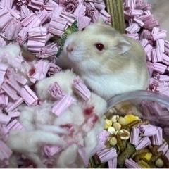 赤目キャンベルハムスター🐹生後4か月里親様募集 - 杉並区