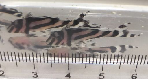 インペリアルゼブラプレコ　F1ブリード 　3~4cm　6匹