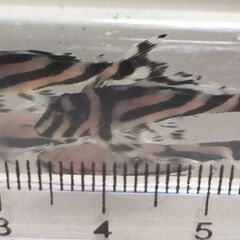 インペリアルゼブラプレコ　F1ブリード 　3~4cm　6匹
