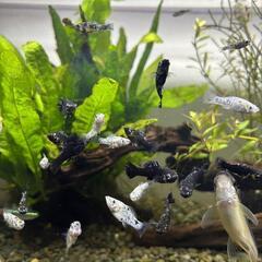 熱帯魚　ダルメシアンモーリー