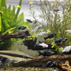 熱帯魚　ダルメシアンモーリー
