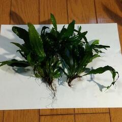 水草　ミクロソリウム