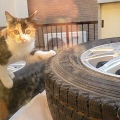 生後５ヶ月位三毛